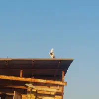 طوقی|پرنده|مینودشت, |دیوار