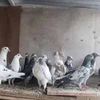 کبوتر معمولی نر