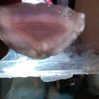 فروش سنگ شجر سلیمانی میکس دریایی|جواهرات|میانه, |دیوار