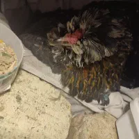 مرغ گلین ریش دار کُورچ