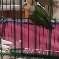 طوطی کوتوله برزیلی|پرنده|رشت, کوی امام رضا|دیوار