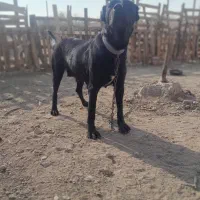 سگ  نگهبان سرابی ماده