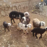 قوچ پلنگی نامی اصیل|حیوانات مزرعه|الشتر, |دیوار