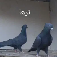 کبوتر پرشی|پرنده|نقده, |دیوار