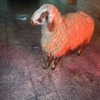 گوسفند زنده از وزن ۲۵ کیلو تا ۹۰ کیلو با قصاب|حیوانات مزرعه|تهران, نازی‌آباد|دیوار