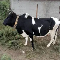 گاو
