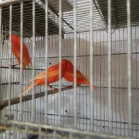 قناری رد فکتور و سرخ|پرنده|تهران, فلسطین (میدان انقلاب)|دیوار