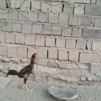 خروس ومرغ