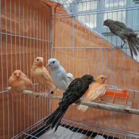 قناری جوجه ردفاکتور وسفید  زیبا