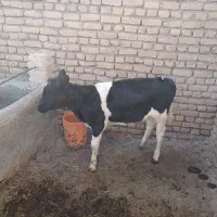 گوساله ماده ۳ ماه