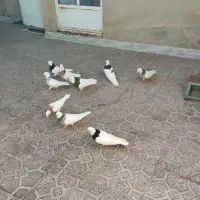 طوقی|پرنده|کاشان, شهید زجاجی|دیوار