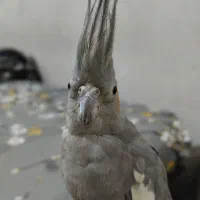 عروس هلندی ماده|پرنده|اندیمشک, |دیوار