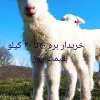 بره ۳۰تا ۴۰کیلو
