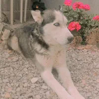 سگ هاسکی تعلیم دیده گوش بگیر|سگ|یاسوج, |دیوار