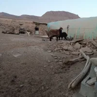 قوچ افشار|حیوانات مزرعه|تربت جام, جلگه موسی آباد|دیوار