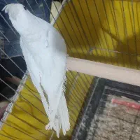 آلبینو تک خال