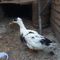 اردک خانگی ماده  تخم گذار جوان