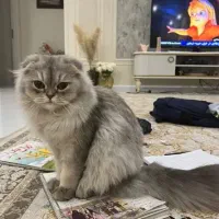 گربه اسکاتیش|گربه|تهران, منیریه|دیوار
