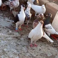 کفتر رزنگی|پرنده|مینودشت, |دیوار