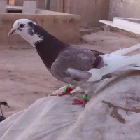 کبوتر شازده|پرنده|یزد, |دیوار