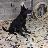سگ ژرمن بلک