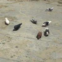 کبوتر