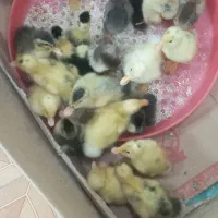 جوجه مرغ چند روزه وجوجه اردک محلی وپکنی وجوجه