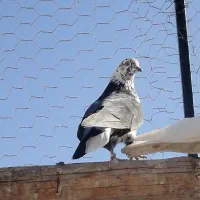 پرشس ها فروشی|پرنده|بافق, |دیوار