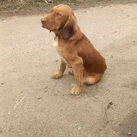 سگ شکاری نر