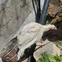 فروش ۲عدد جوجه بوقلمون|حیوانات مزرعه|سیرجان, |دیوار