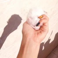 همسترخوشگل|موش و خرگوش|مسجد سلیمان, |دیوار