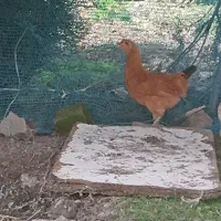 مرغ همچی تموم|حیوانات مزرعه|احمدسرگوراب, |دیوار