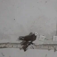 کبوتر|پرنده|بناب, |دیوار