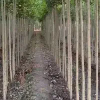 نهال اصلاح شده صنوبر نیگرا