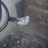 کبوتر|پرنده|سرپل ذهاب, |دیوار