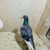 سار هفترنگ قره پولکی سبز|پرنده|مشهد, شهید قربانی|دیوار