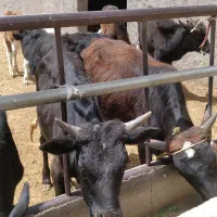 گوساله نر گیلدورگ