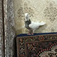 کبوتر طوق کوهی نر|پرنده|همدان, |دیوار