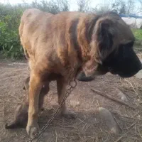 سگ سرابی اصیل درجه یک|سگ|رباطکریم, رباطکریم|دیوار