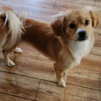 واگذار رایگان مادر وتوله|سگ|کرمان, |دیوار