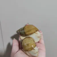 حلزون آلبینو|خزنده|همدان, |دیوار