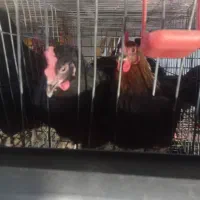 تخم مرغ محلی جهادی ارگانیک تازه روزانه|خوردنی و آشامیدنی|نیشابور, امام|دیوار