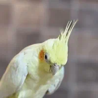 عروس هلندی ملنگو راهب خورشیدی گرینچیک شاه طوطی|پرنده|شاهین‌شهر, فردوسی|دیوار