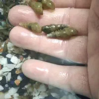 حلزون فانوسی وسنگ ریزه