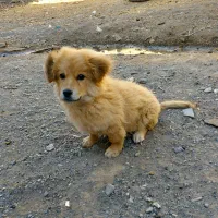 سلام معاوضه سگ با کفتر