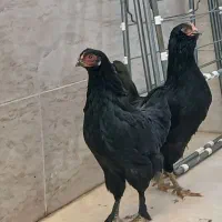 مرغ و خروس مرند بهترین نژادهر دو باهم ۱۸۰۰۰