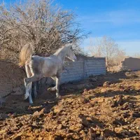 مادیون عرب یکسر جوان