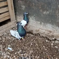 دوجفت‌کله‌ای