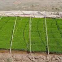 توم بیجار باکسی ( کالبی ) پر پشت و حرفه ای