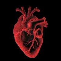 پرنده رایگان آگهی بخون